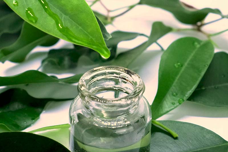 Green tea as a natural treatment option for rosacea.